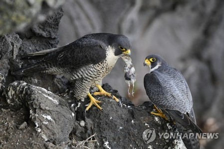 제주도민속자연사박물관 '제주 바다를 누비는 매' 사진집 발간