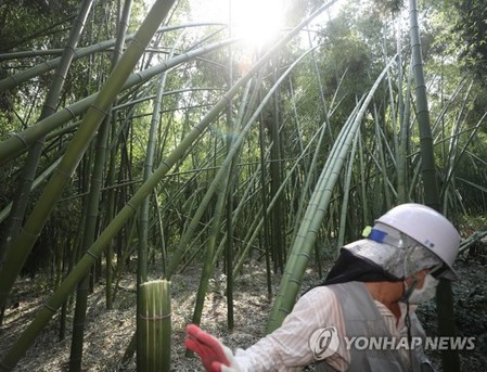 울산시, 태풍 피해 본 태화강 십리대숲 복구 착수