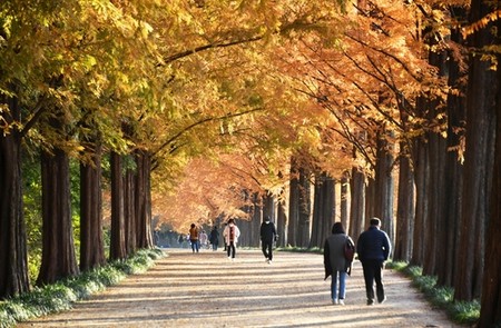 [픽! 담양] 가을이 물들어가는 시간, 메타세쿼이아길
