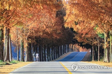 [픽! 진안] 부귀면 메타세쿼이아 길 '주홍빛 절정'