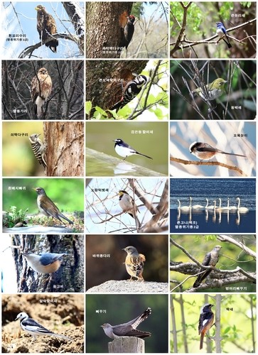 멸종위기 새들 모여드는 속리산…흰꼬리수리·큰고니 등 관찰