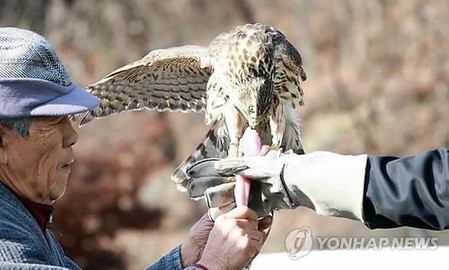 세계문화유산 '전통 매사냥' 진안서 21일 시연