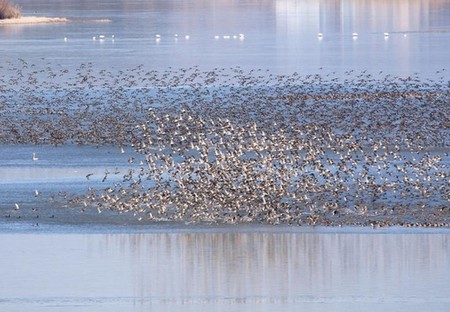 [픽! 창원] 주남저수지 찾은 3만마리 가창오리떼 '군무'