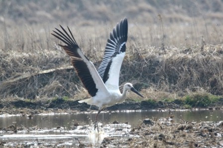 국제보호종 황새, 월동 위해 또다시 1004섬 신안 찾아