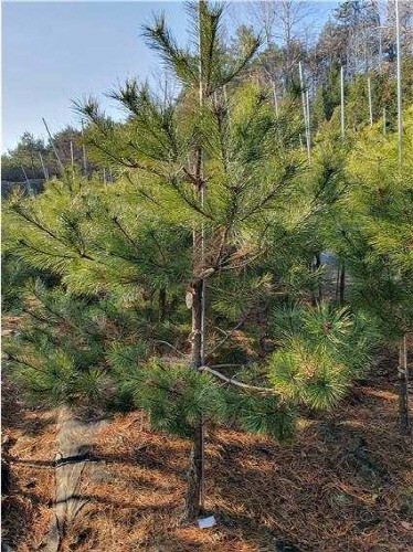 문화재청, 천연기념물 '보은 속리 정이품송' 자목 민간 분양