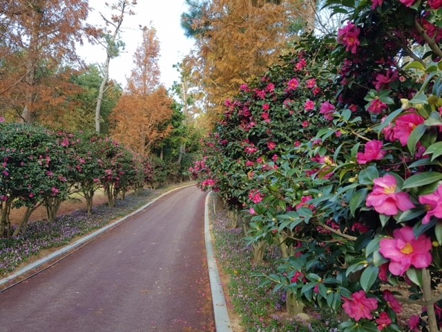 2천4만송이 애기동백꽃 향연…'섬 겨울꽃 랜선 축제' 개막