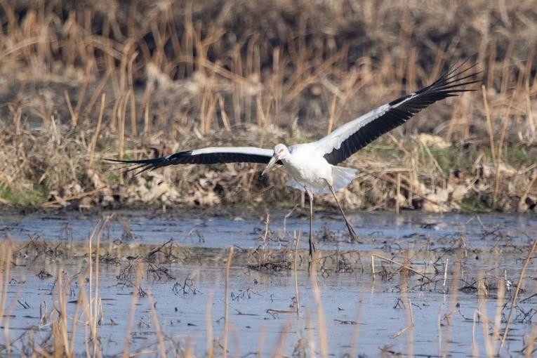 [픽! 창원] 주남저수지에 인식표 없는 야생 황새 왔다