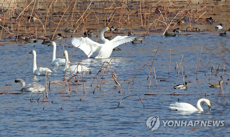 천연기념물 큰고니 200여 마리 대구 안심습지 찾아