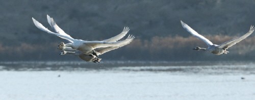 강진군, 추위가 반가운 고니