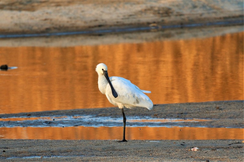 [픽! 논산] 연산천에 나타난 천연기념물 저어새