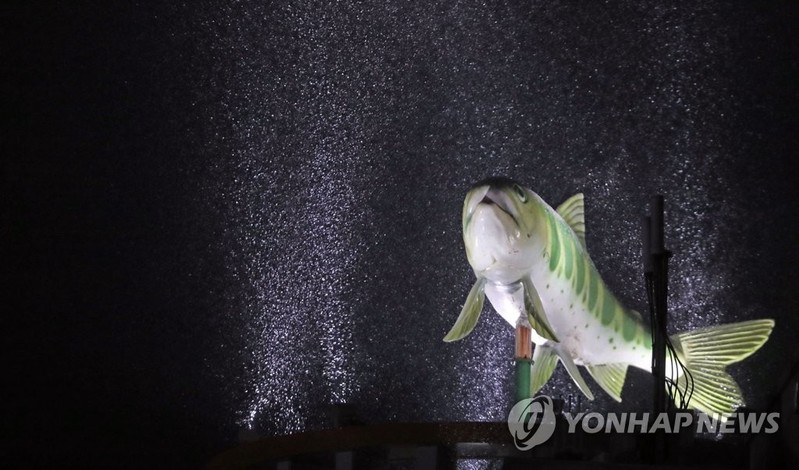 "산천어축제를 맛보다" 화천군 산천어 활용 산업화 시동