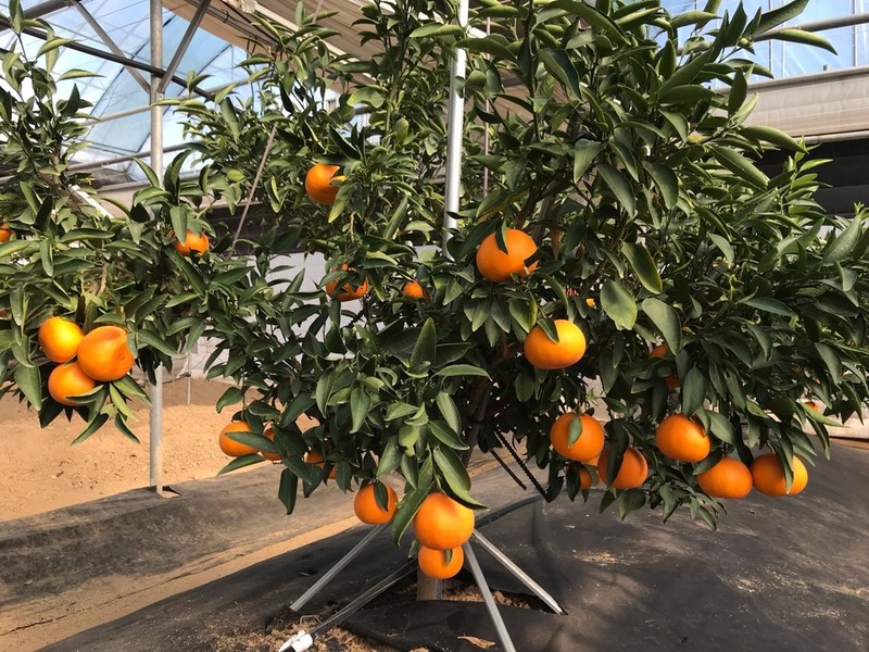 [픽! 제천] 혹한의 고장 제천에 천혜향 '주렁주렁'