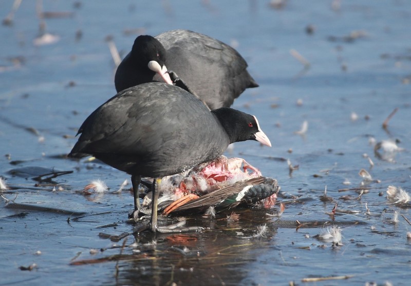 [픽! 창원] "배고파요" 철새 맹추위 속 먹이 찾아 사투