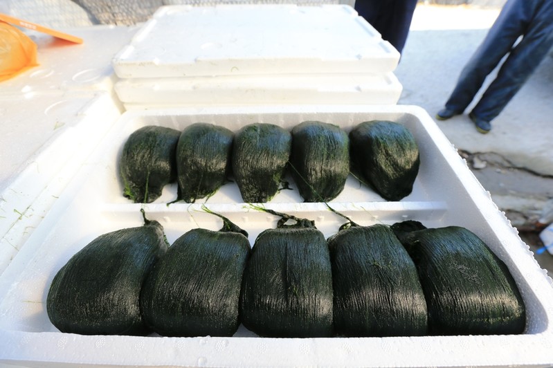 겨울 별미·무공해 식품 '완도 매생이' 본격 채취