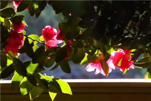 [imazine] 싱그러움 가득, 色다른 겨울 여행 ① 제주 동백군락지