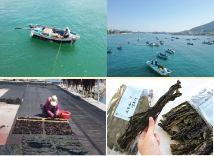 "남부내륙철도 해상 교각으로 견내량 돌미역 사라질 위기"