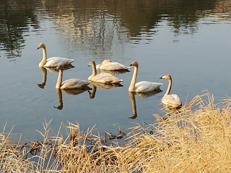성남 탄천에서 천연기념물 큰고니 처음 발견