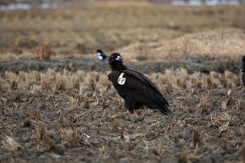 서산 천수만서 발견된 독수리 몽골서 날아와…날개꼬리표 확인