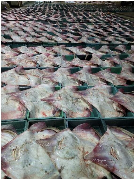 흑산홍어 허용 어획량 제한 없는 어선…무분별 남획 "씨 마른다"