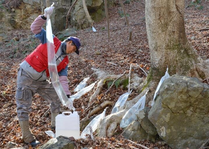 "봄이 온다"…전국서 가장 빨리 거제 고로쇠 수액 채취
