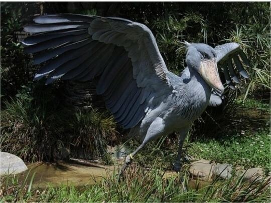 사천 아쿠아리움에 살아 있는 공룡 후예 '슈빌' 전시한다