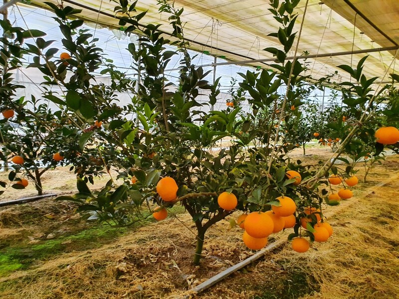 [픽! 영동] '과일의 고장' 영동에서 천혜향 출시