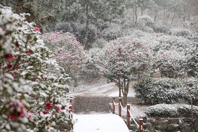 신안 '섬 겨울꽃 랜선 축제' 성료…2천4만송이 애기동백꽃 장관