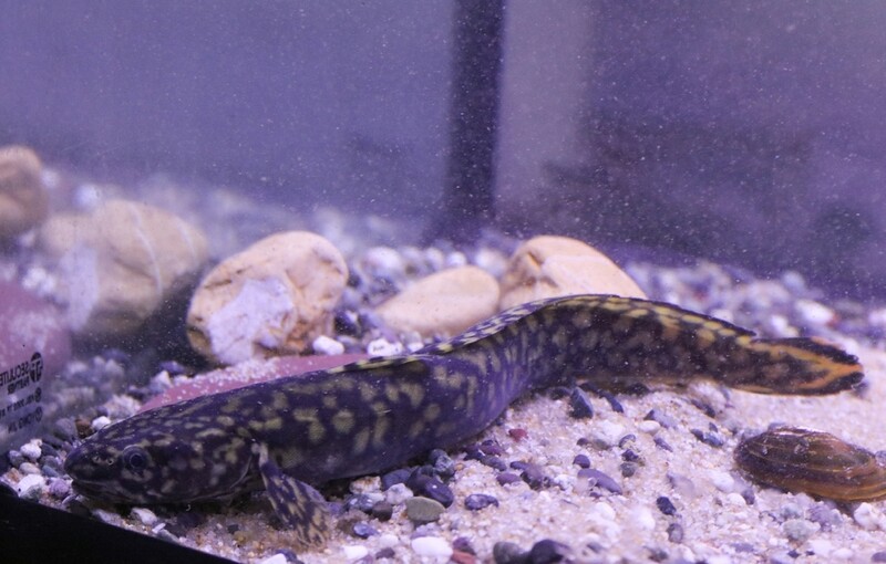 단양 다누리아쿠아리움에 희귀어종 모오케 5마리 입식