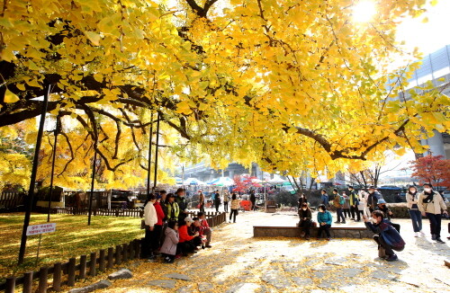인천 남동구 장수동 은행나무, 천연기념물 제562호 지정