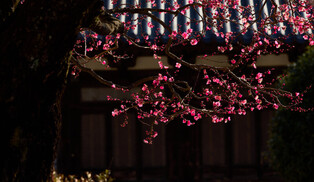 Red plum tree blossoms