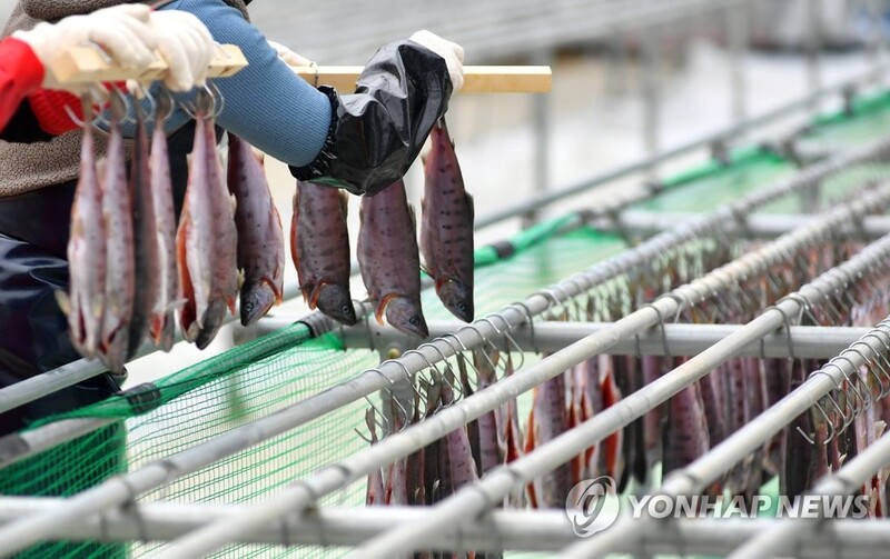 화천군 축제 취소에 산천어 상품화로 완판 '결실'