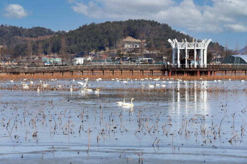 무안군, 회산백련지 찾아온 '반가운 손님' 큰고니