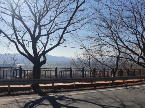 강진군, '올봄에는 강진 삼십리 벚꽃길을 걸어 보아요'