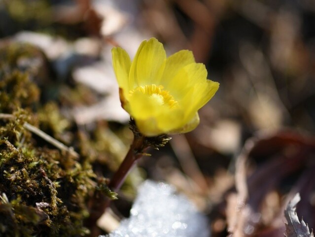 [픽! 청주] 열흘 일찍 꽃망울 터트린 미동산수목원 복수초