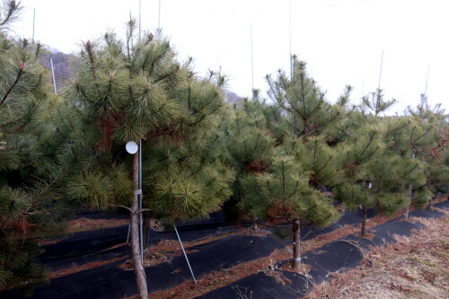 보은군, 정이품송 자목 100그루 민간분양 100％ 완료