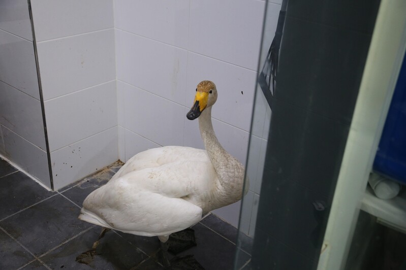 탈진한 큰고니 포항서 발견…올겨울 들어 4마리째