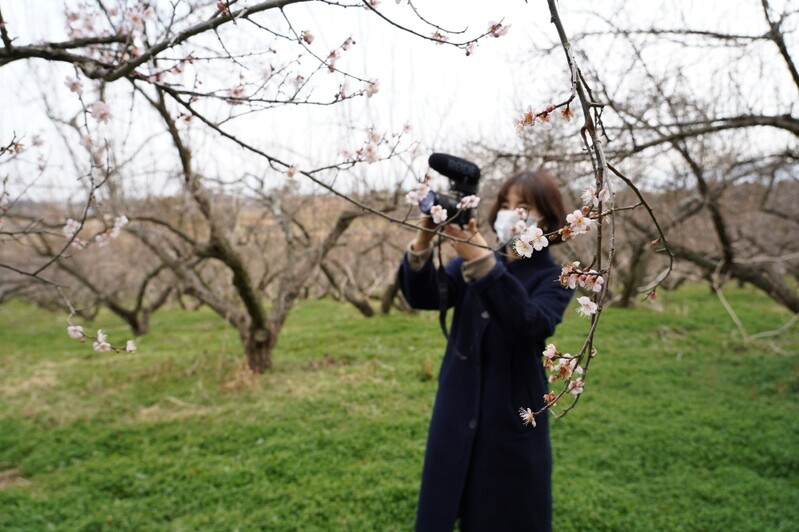 땅끝매화축제, 내달 13∼14일 온라인으로 개최
