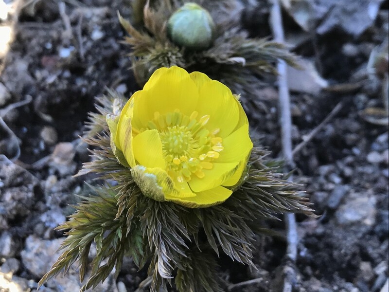 지리산 곳곳에 봄소식…진달래·산수유·매화 '꽃망울'