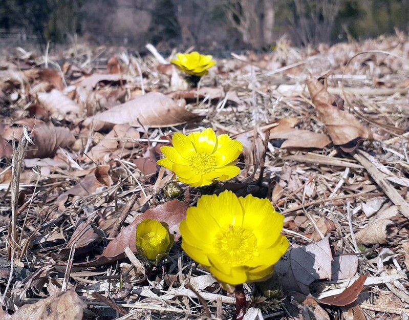 [픽! 포천] "봄 전령사 '얼음새꽃'이 피었습니다"