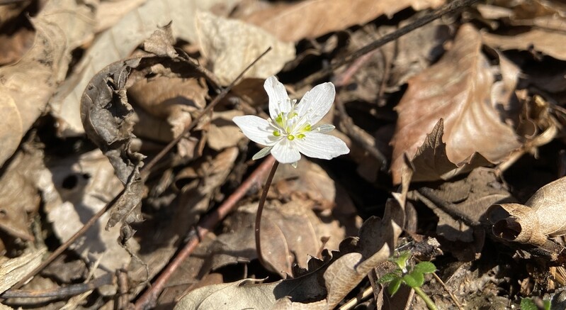 [픽! 부안] '봄의 전령' 변산바람꽃 활짝