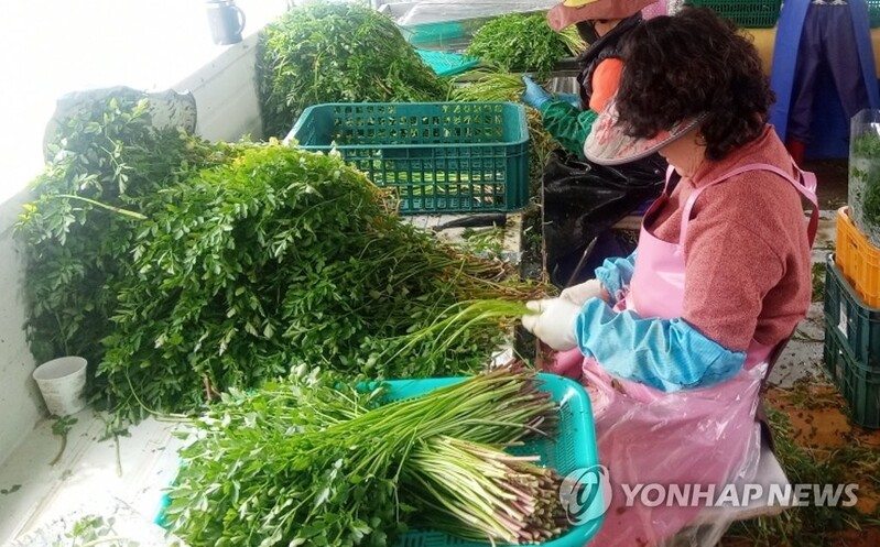 향긋한 봄소식…창원 천주산·적석산 미나리 출하