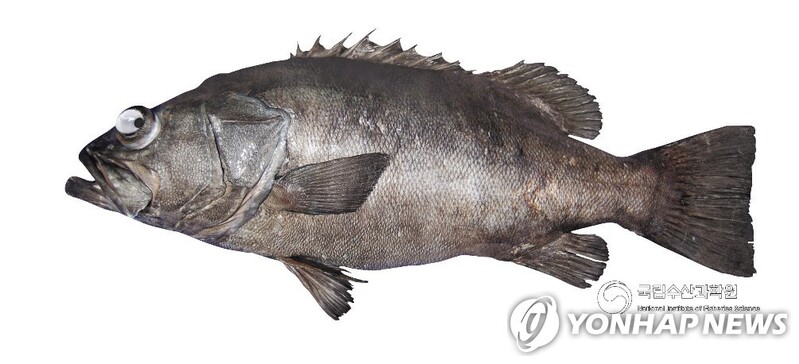 [알쏭달쏭 바다세상Ⅲ](5) 제주도민도 맛보기 힘든 최고급 회 '다금바리'