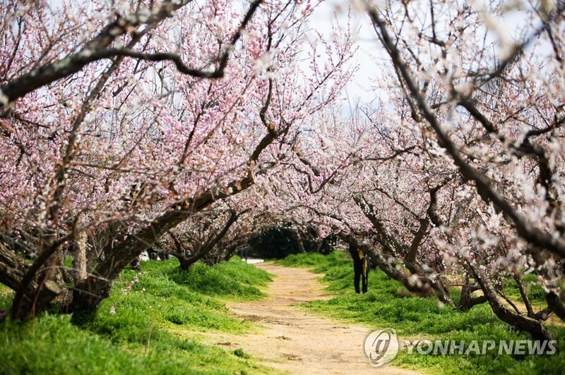 해남군 땅끝매화축제, 13∼14일 온라인으로 개최