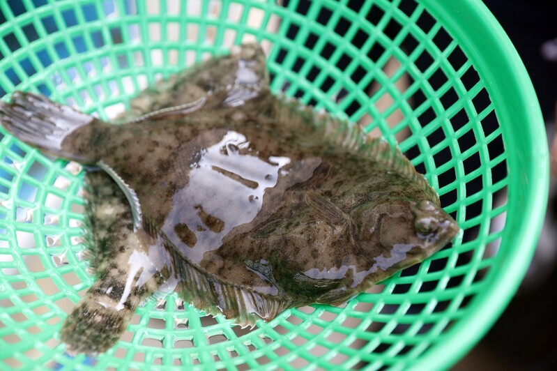 [알쏭달쏭 바다세상Ⅲ](6) 봄을 부르는 맛 여수 '도다리쑥국'