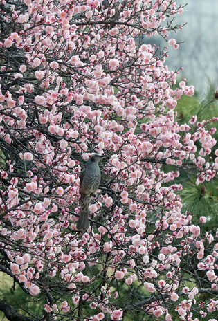 Apricot tree in bloom