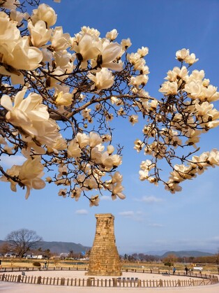 Cheomseongdae in Gyeongju, in the midst of magnolia flowers