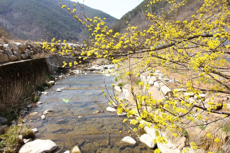 [픽! 단양] 보발리마을 노랗게 물들인 산수유꽃