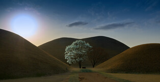 Magnolia flowers bloomed by the millennium kingdom