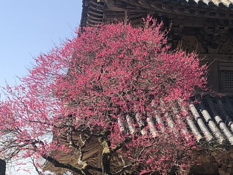 천년고찰 화엄사에서 만난 짙붉은 홍매화