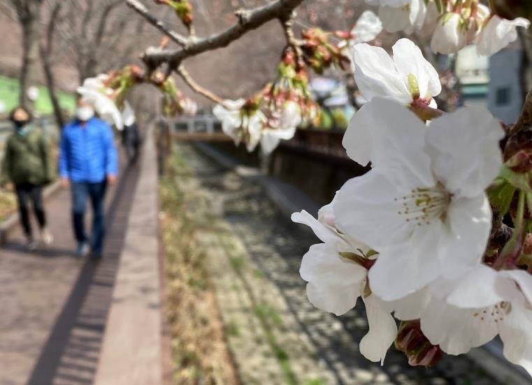 개화 경쟁 시작한 진해벚꽃…군항제 취소에도 상춘객 몰릴라